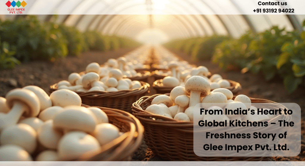 Fresh button mushrooms being harvested in India by Glee Impex Pvt. Ltd., leading mushroom exporter.