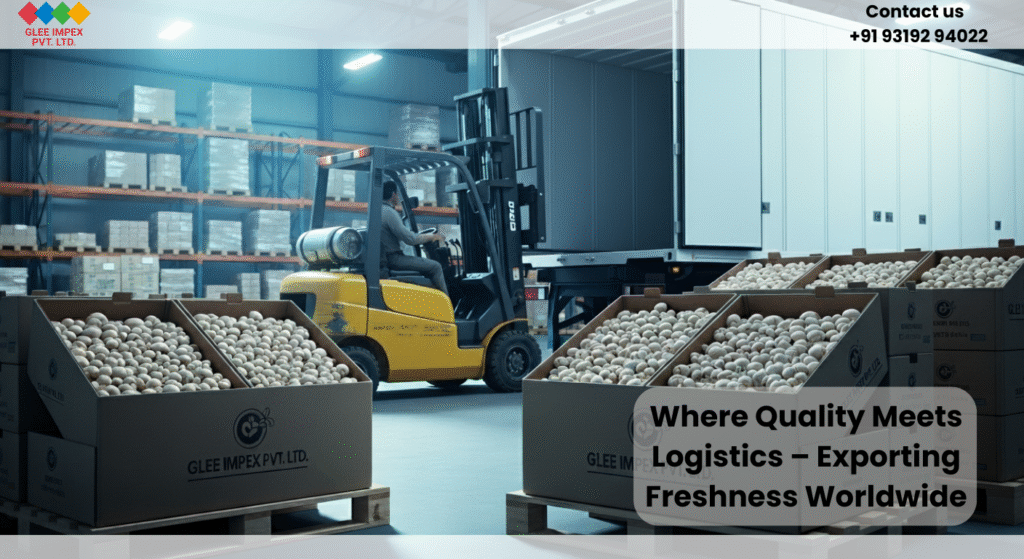 Glee Impex Pvt. Ltd. warehouse with packed mushrooms ready for export by India’s top mushroom exporter.