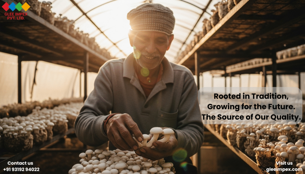 Choose Glee Impex: The Leading Organic Mushroom Exporter from India for Global Markets. Mushroom Exporter from India close-up of a senior Indian farmer gently harvesting milky mushrooms in a sunlit, protective grow house.