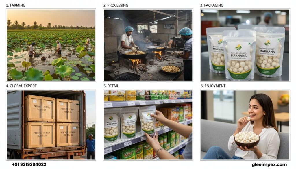 The complete supply chain of a Makhana exporter in India, from sustainable farming to global retail and enjoyment.